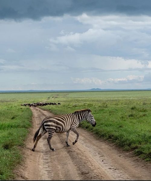Ngorongoro Crater