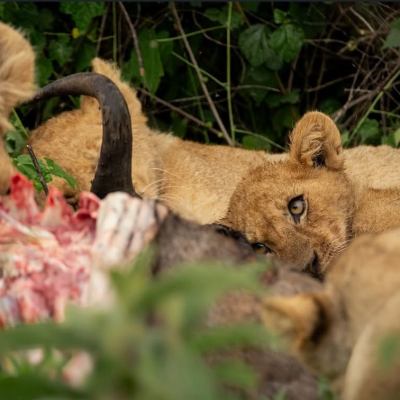 3 Day Incredible Experience in Serengeti and Ngorongoro