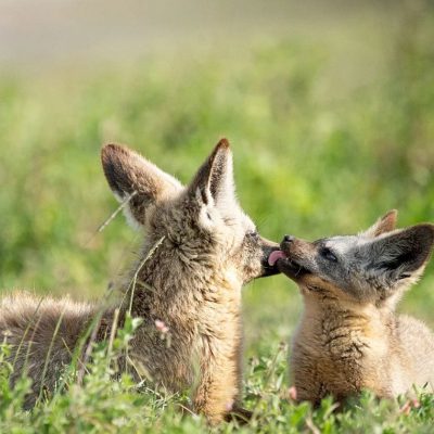 5ffa0647-3dff-42b0-8346-3749e8dd8a2a