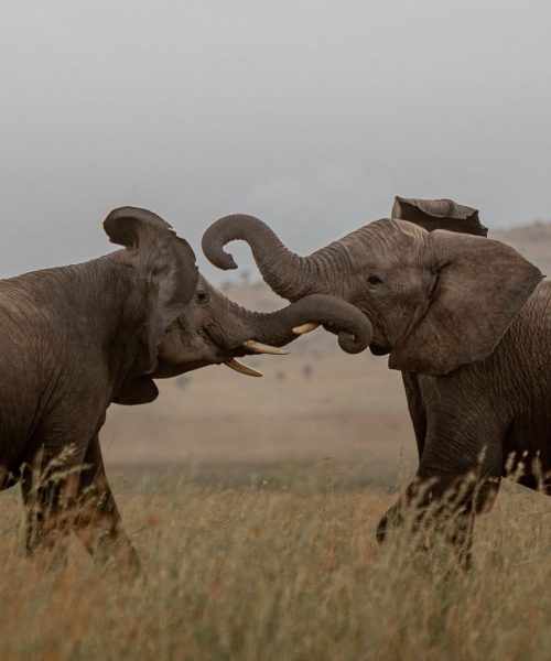 Tarangire National Park