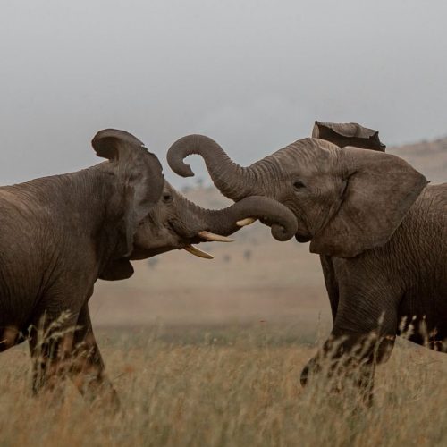 6c9131be-377a-4cda-9785-d4a2bd6dd40f