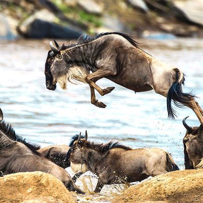 Mara-River-Crossing-day-3