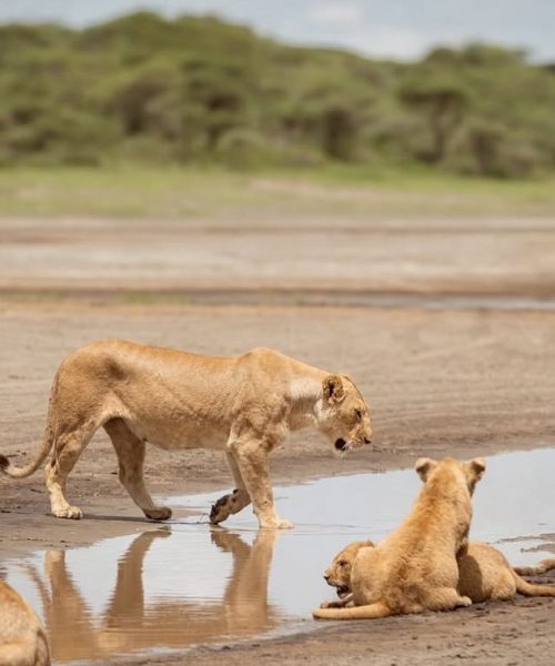 Nyerere (Selous) National Park